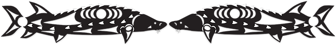 Deux esturgeons se font face au centre de l’image. Les contours des poissons sont noirs et ils ont des écailles blanches le long du dos et des côtés. 