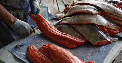 A man is filleting fresh salmon, he wears gloves and is holding a knife in one hand, and a piece of fish in the other. On the right, there is a large pile of salmon skins, and on the left is a pile of fillets.