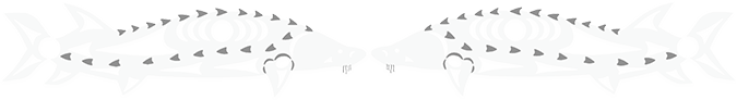 Illustration of two sturgeon fish in mirror image | Deux esturgeons gris pâle en images miroir
