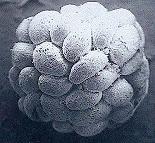  close-up photograph of many seeds attached into a ball. 