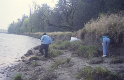Three people are walking along a riverbank. They look at the ground as they try to find ancient basketry remains.