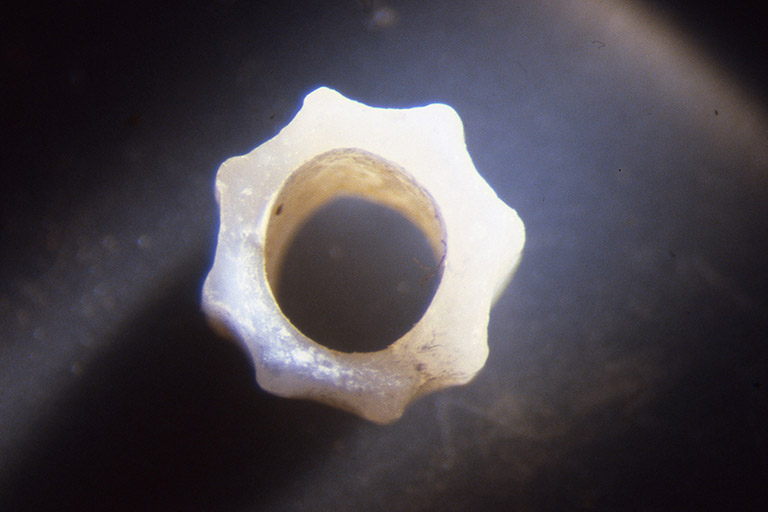 A single shell bead, pictured up close with scalloped edges.