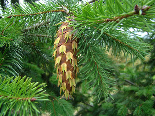 Douglas-fir cone attached to the branch.