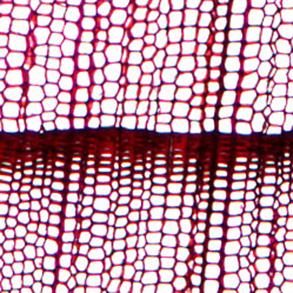 Coupe transversale d’un cèdre rouge sous le microscope