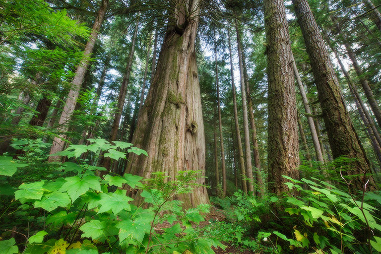 Several trees in a group. All very tall with brown bark, surrounded by other bright green plants. 