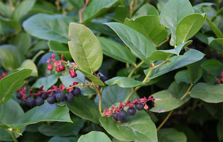 Dark purple berries on red stems are growing in a straight line along a branch.
