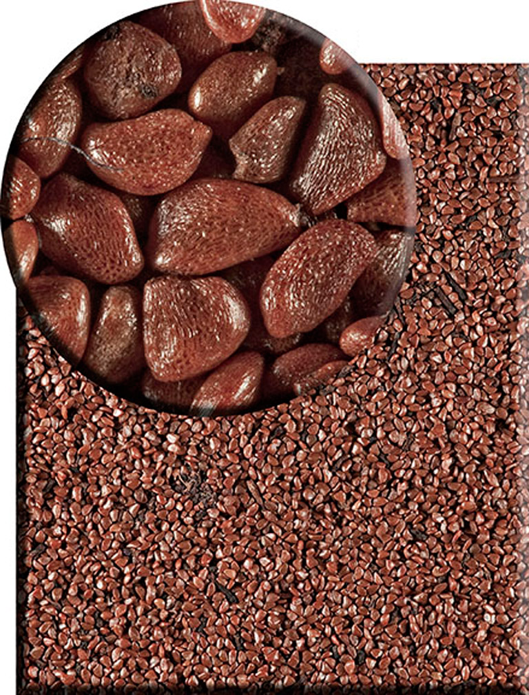 Dark brown angular seeds shown close up. 