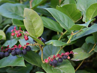 Dark purple berries on red stems are growing in a straight line along a branch.