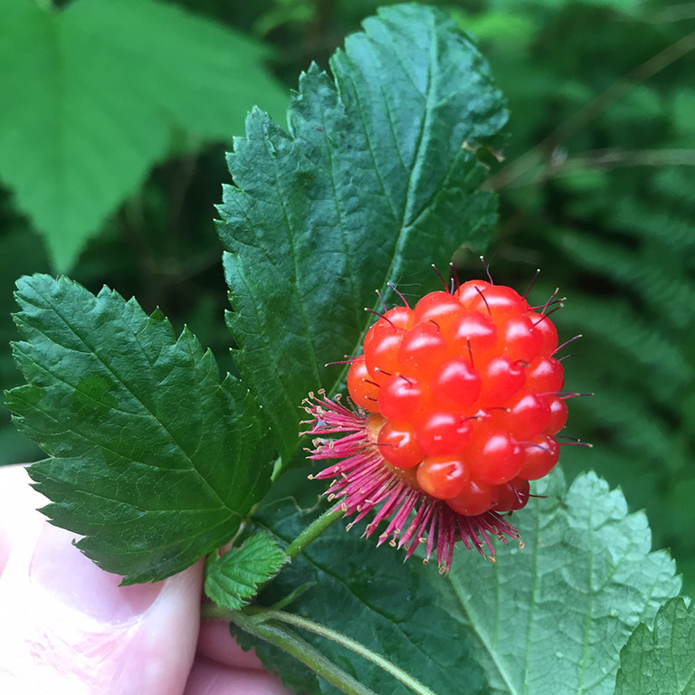 An orangey-red berry on a stem against a large scalloped leaf.