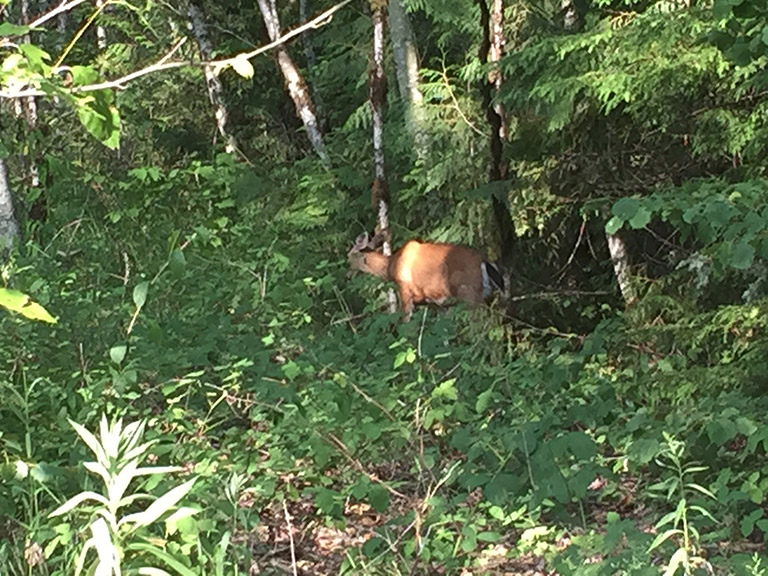 Un cerf à queue noire dans la forêt avec le soleil qui brille à travers les feuilles.
