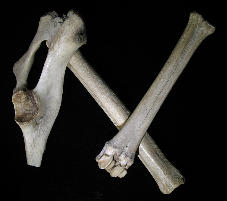 An array of deer bones.