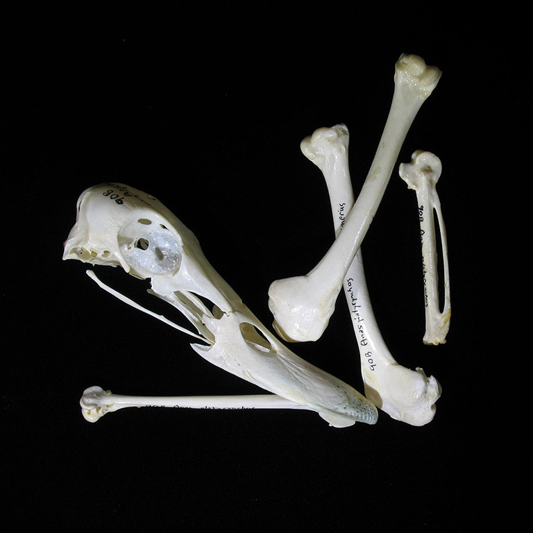 Un assortiment d’os de canard, incluant le bec.