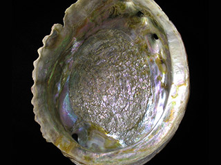 Inside of a shiny iridescent shell with ridged edges.