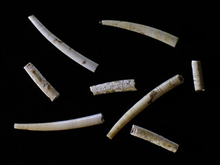 Huit tubes osseux de diverses longueurs.