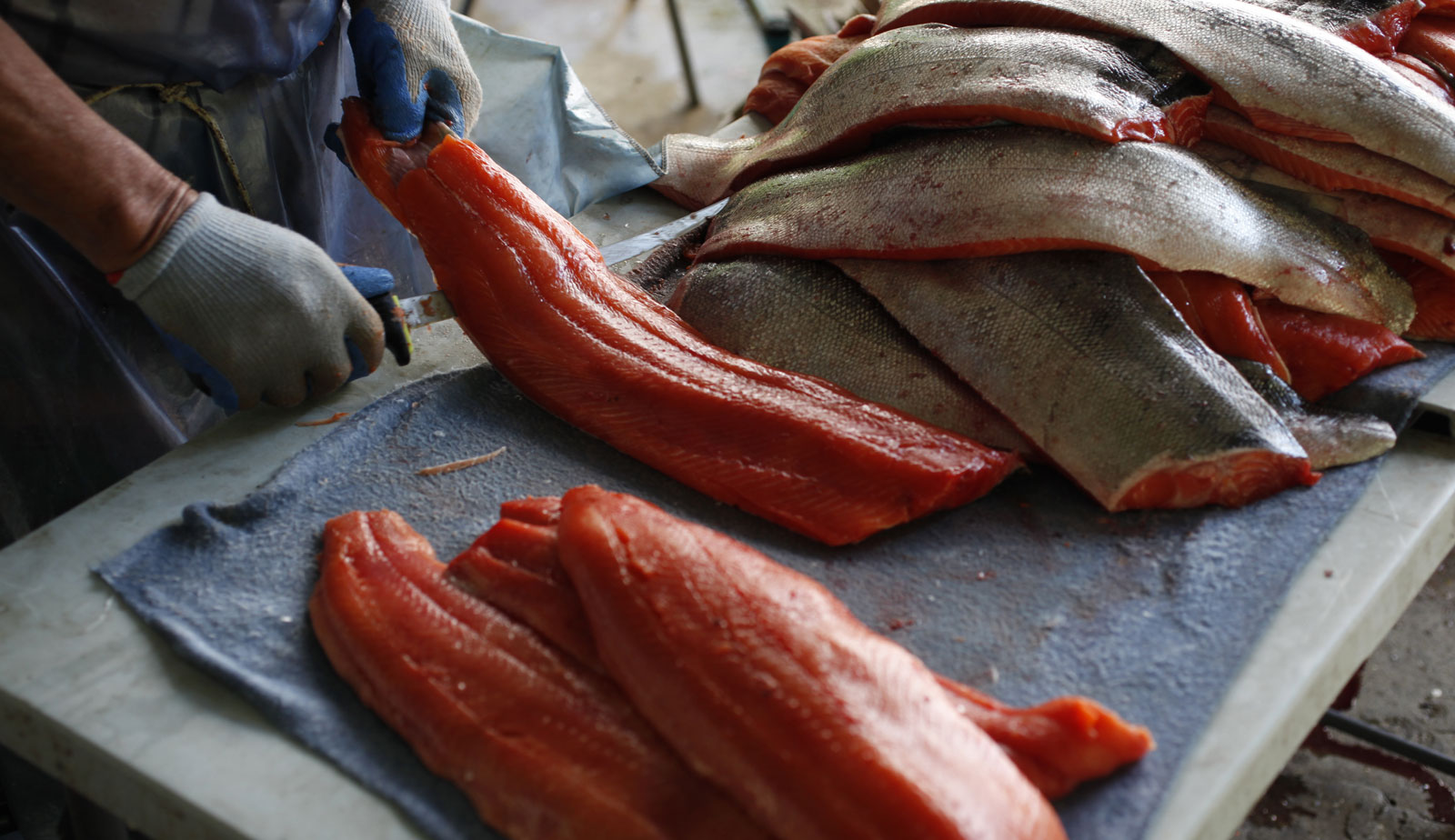 A man is filleting fresh salmon, he wears gloves and is holding a knife is one hand, and a piece of fish in the other. On the right, there is a large pile of salmon skins, and on the left is a pile of fillets.