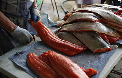 A man is filleting fresh salmon, he wears gloves and is holding a knife is one hand, and a piece of fish in the other. On the right, there is a large pile of salmon skins, and on the left is a pile of fillets.